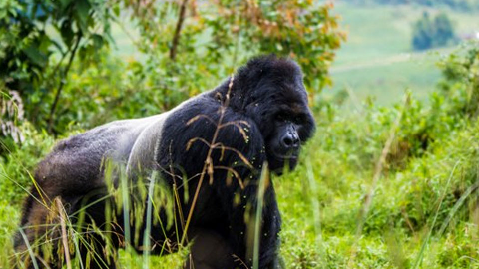 Get ready for an unspoiled eco-adventure – Uganda awaits you! Get ready for an unspoiled eco-adventure – Uganda awaits you!