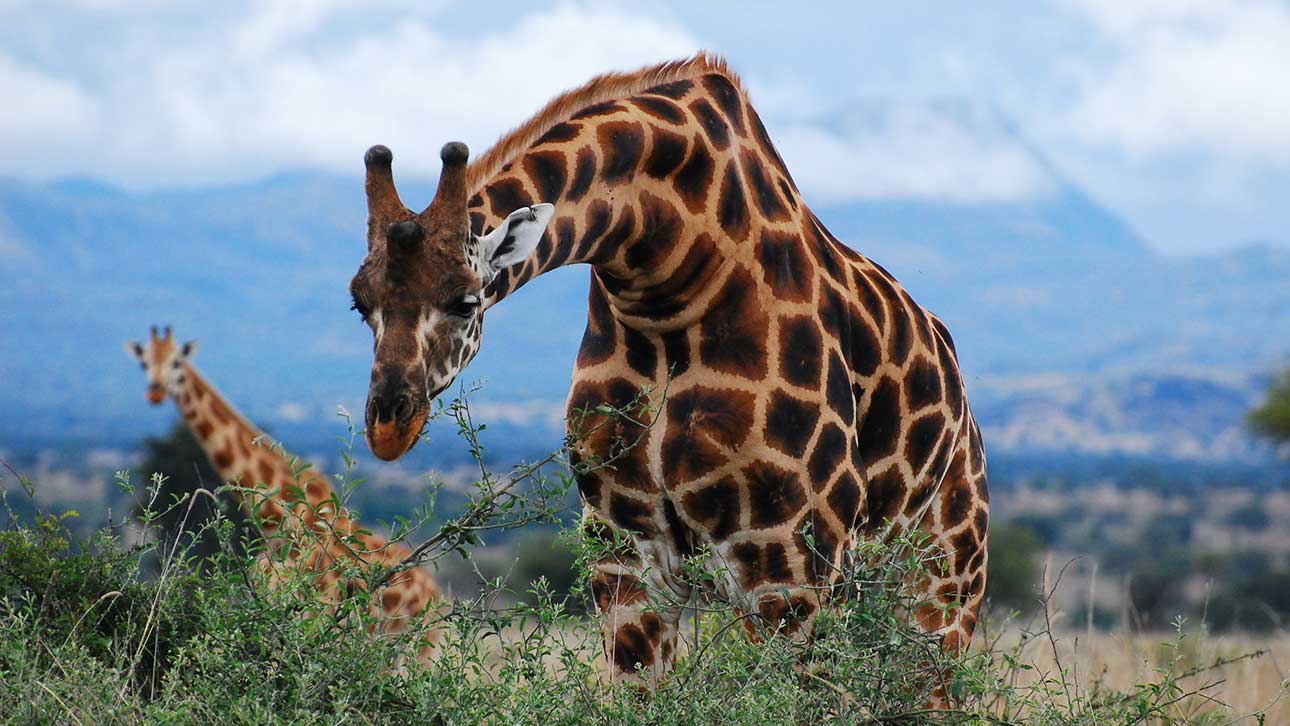 Uganda Safari Holidays: A Journey to See Gorillas, Chimpanzees, and Africa’s Big Five Uganda Safari Holidays: A Journey to See Gorillas, Chimpanzees, and Africa’s Big Five