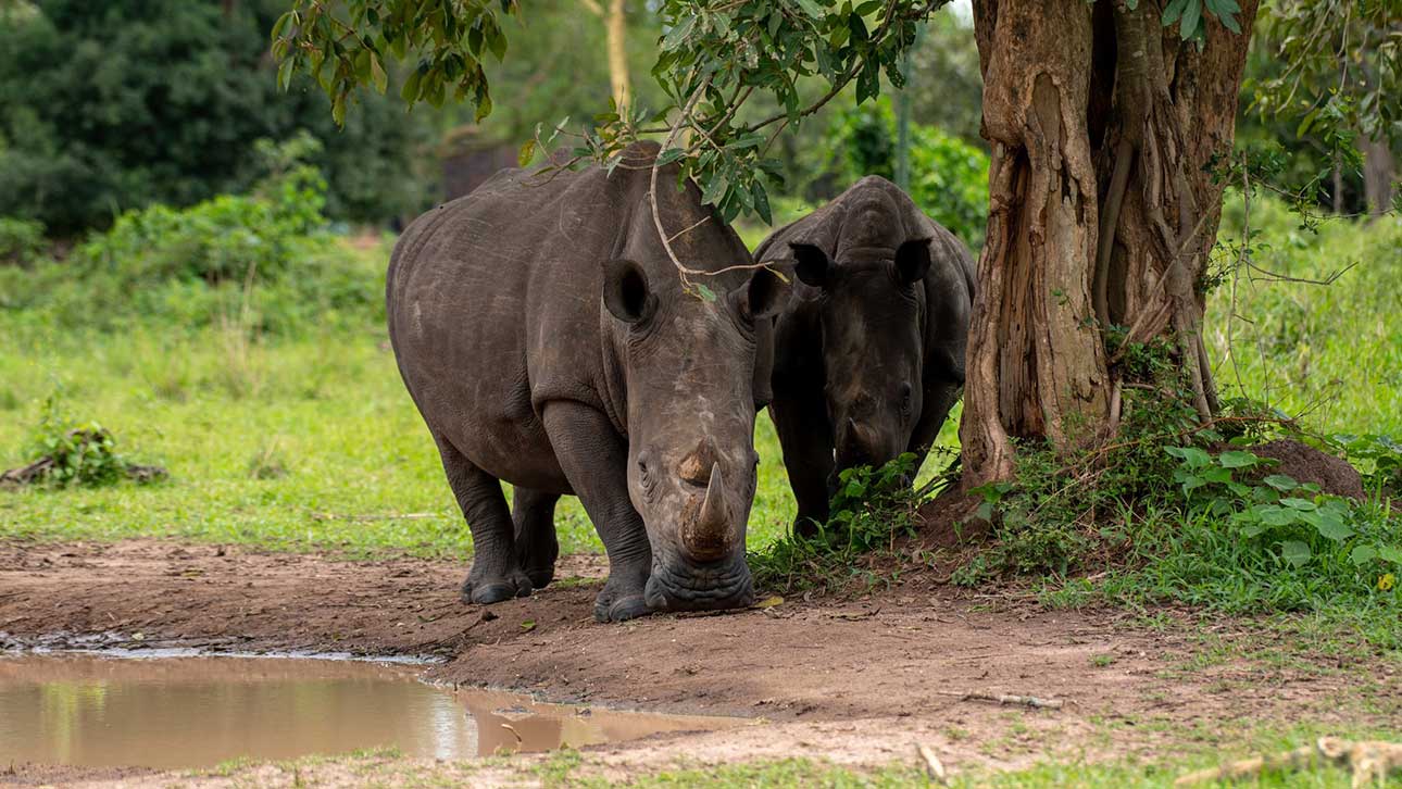 Uganda Safari Holidays: A Journey to See Gorillas, Chimpanzees, and Africa’s Big Five Uganda Safari Holidays: A Journey to See Gorillas, Chimpanzees, and Africa’s Big Five